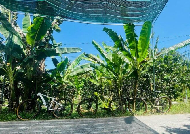 From Ho Chi Minh: Mekong Delta Day Trip With Biking - Activities and Experiences