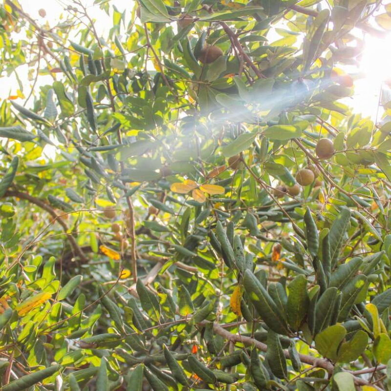 From Ho Chi Minh: Mekong Delta Small Group Day Trip - FAQ