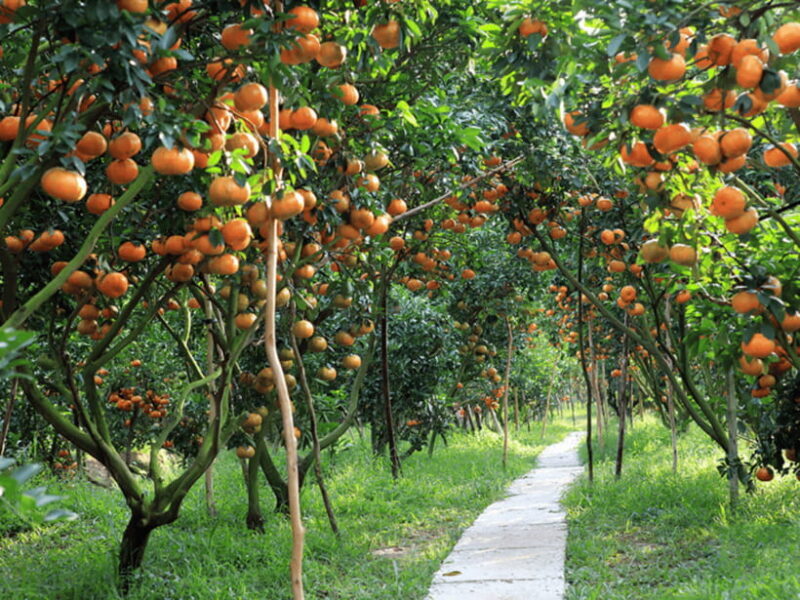 From Ho Chi Minh: My Tho Ben Tre Mekong with Lunch - Returning & Overall Experience