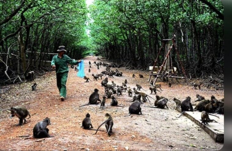 From Ho Chi Minh: Trek Can Gio Mangrove, Monkey Island - Transportation and Pickup