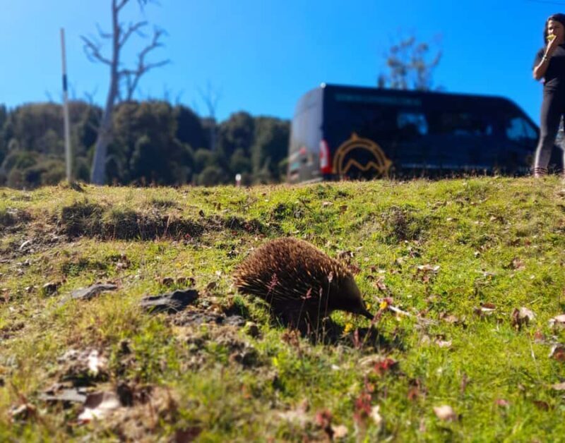 From Hobart: Active Day Trip to Cradle Mountain - Comprehensive Review of the Hobart to Cradle Mountain Day Trip