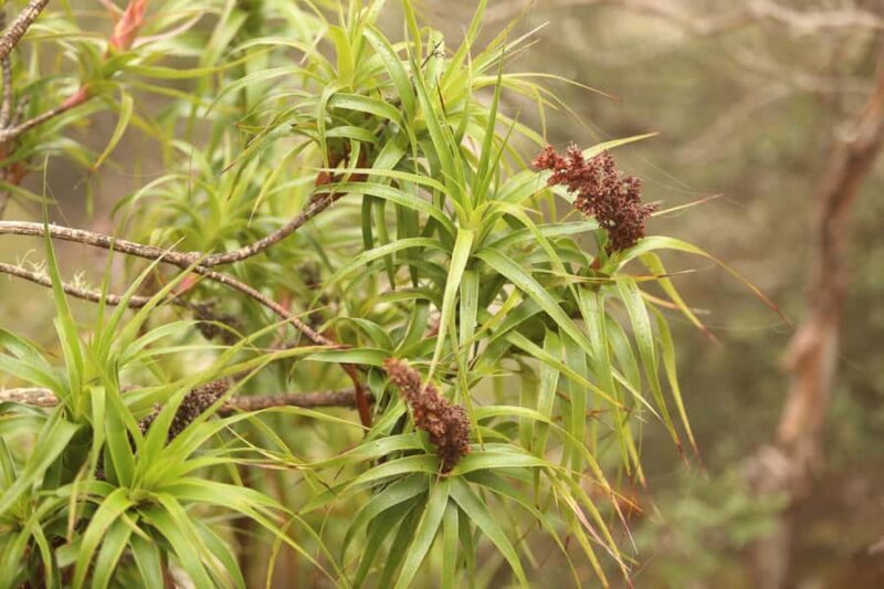 From Hobart: Mt Wellington Pinnacle 2 Hour Small Group Tour - Authentic Insights from Travelers  