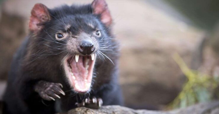 From Hobart: Port Arthur and Tasmanian Devil Unzoo Day Tour - Experience Highlights and Inclusions