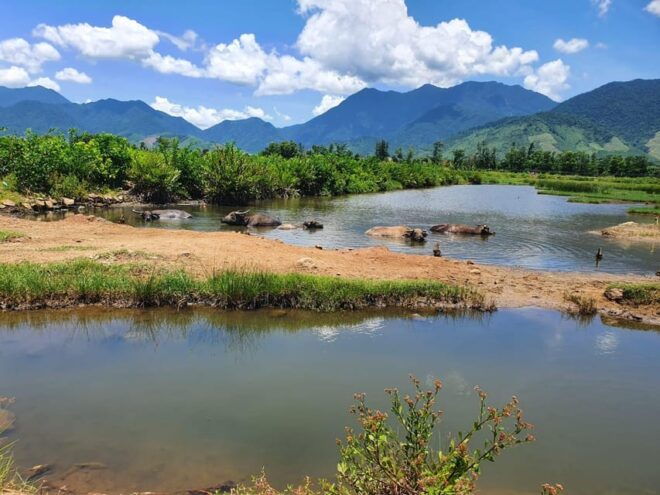 From Hoi An/Danang: Hai Van Pass Motorbike Tour to Hue - Service Quality and Experience