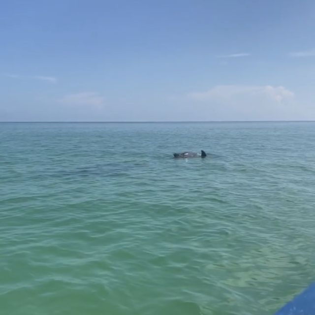From Holbox: 3-Islands Wildlife and Swimming Boat Tour - Tour Highlights