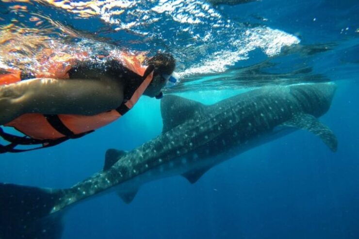 From Holbox Island: Whale Shark Tour - Experience Highlights