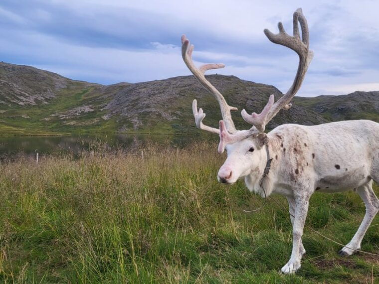 From Honningsvåg: VIP North Cape and Kingcrab Tour - Real Traveler Insights