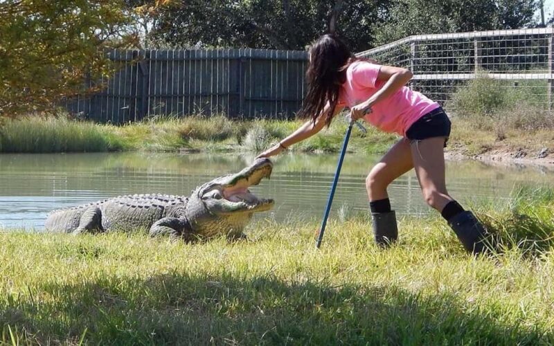 From Houston: Crocodile Encounter Entry Ticket - The Experience: What to Expect From the Action