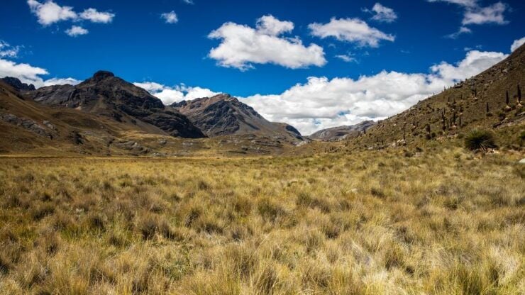 From Huaraz: Glacier Pastoruri and Puya Raimondi Day Tour - Tour Details