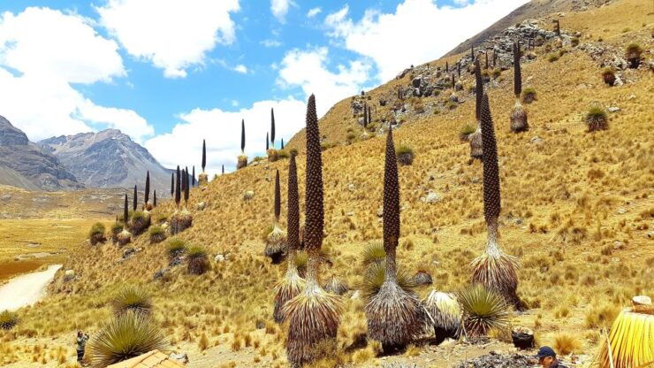 From Huaraz Pastoruri and Puyas Raymondi Snowy Tour - Tour Details