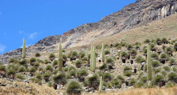From Huaraz Pastoruri and Puyas Raymondi Snowy Tour - Tour Experience