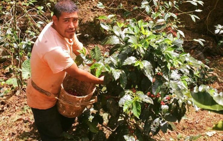 From Huatulco: Coffee and Mezcal Tour - Full Description