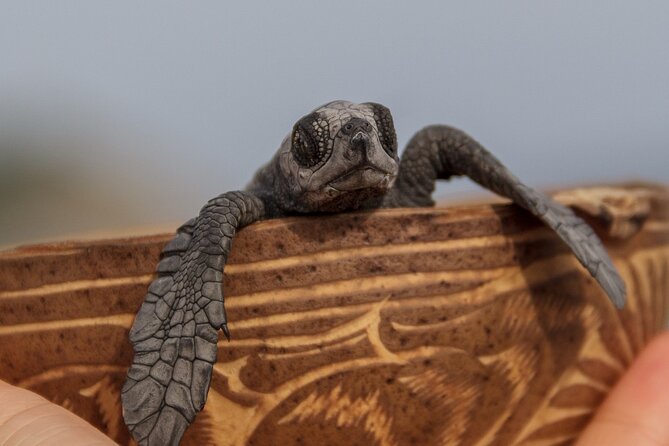 From Huatulco: Turtle Release & Bioluminescence - Cancellation Policy