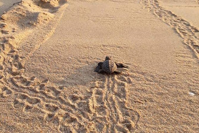 From Huatulco: Turtle Release & Bioluminescence - Minimum Travelers Requirement and Reviews