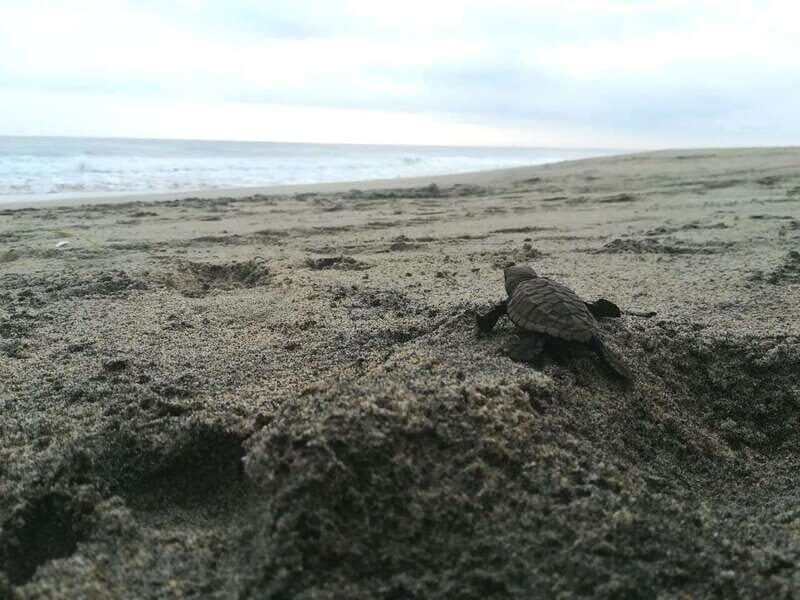 From Huatulco: Turtle Release & Bioluminescent Plankton - An In-Depth Look at the Tour Experience