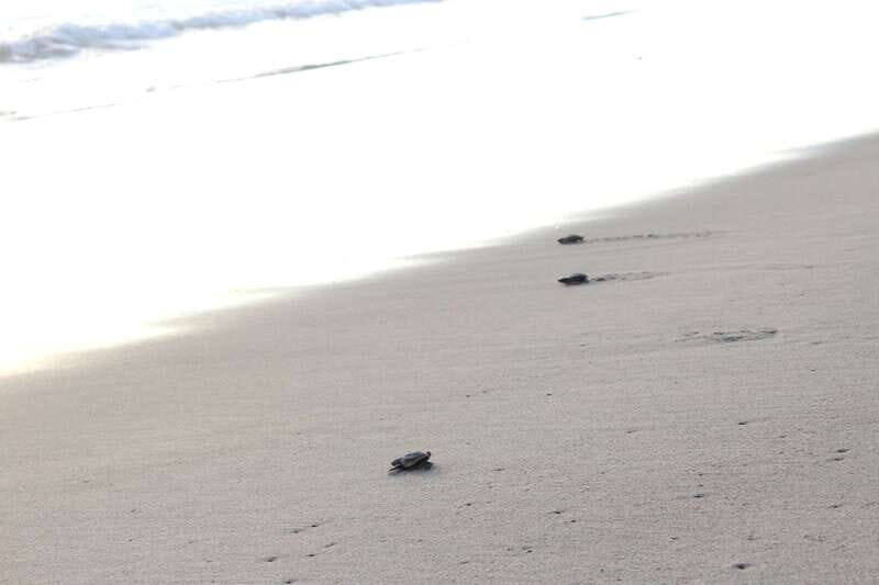 From Huatulco: Turtle Release & Bioluminescent Plankton - Final Thoughts