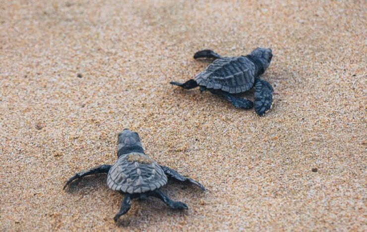 From Huatulco:Turtle Release and Bioluminescence Tour - Experience Highlights