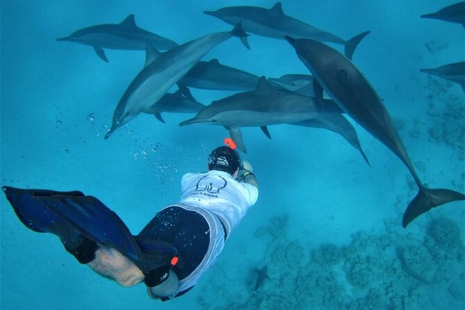 From Hurghada Full Day Dolphin House Trip With Lunch - Trip Details