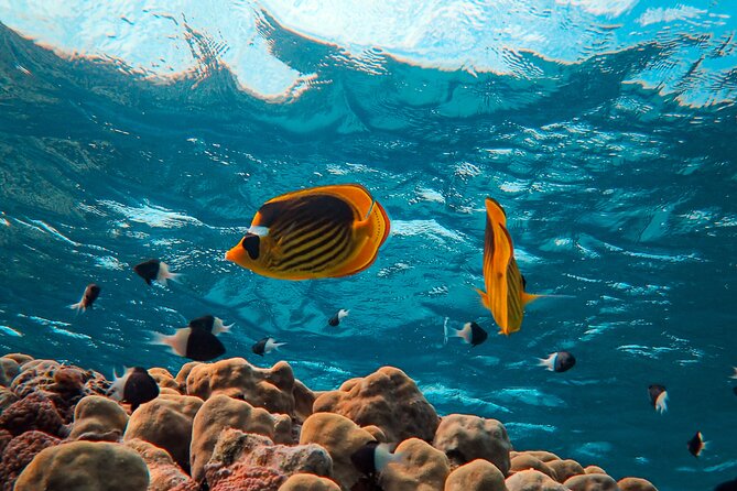 From Hurghada: Mermaid Submarine Day Tour - Tour Highlights