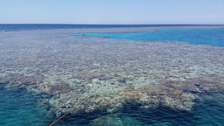 From Hurghada: Premier Sailing Boat Trip With Buffet Lunch - Booking and Payment Options
