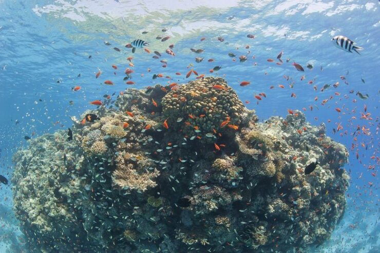 From Hurghada: Sharm El Naga Full-Day Snorkeling Tour - Good To Know