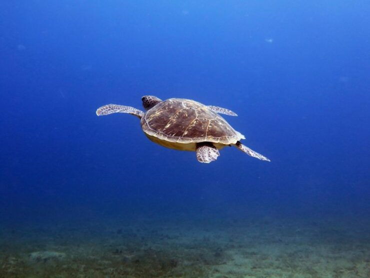 From Hurghada: Snorkeling Trip in Abu Dabbab With Transfers - Pickup Details