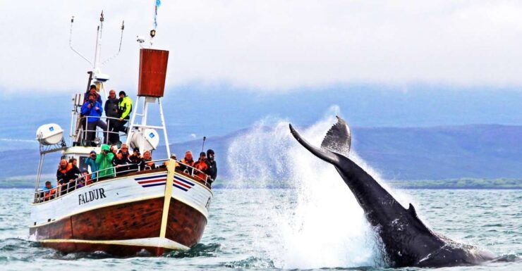 From Húsavík: Traditional Whale Watching Tour - Booking Details