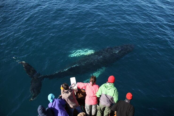 From Húsavík: Traditional Whale Watching Tour - Experience Highlights