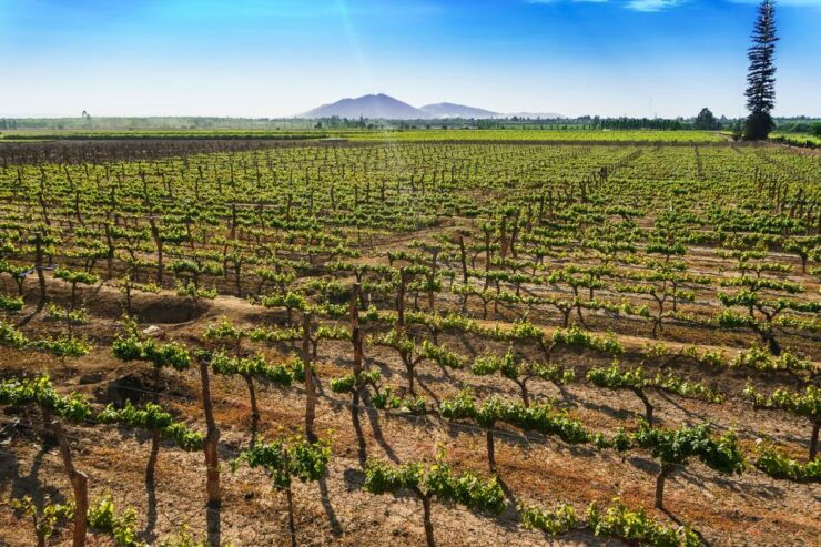 From Ica or Huacachina: Wine and Pisco Vineyards Tour - Tour Details