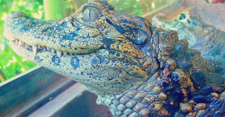 From Iguazú: Excursion to the Iguazú Biocenter - Booking Details for the Excursion