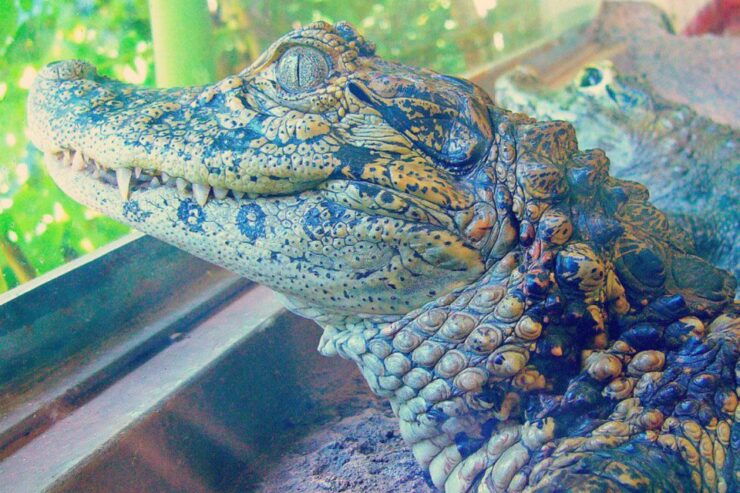From Iguazú: Excursion to the Iguazú Biocenter - Experience Highlights at the Biocenter