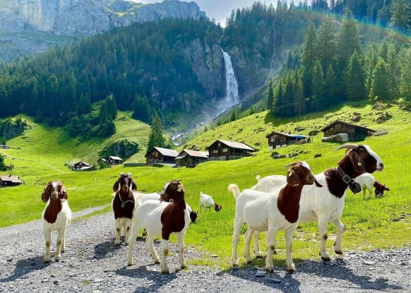 From Interlaken: Swiss Alps and Hidden Gems Private Day Tour - The Heart of Lauterbrunnen Valley