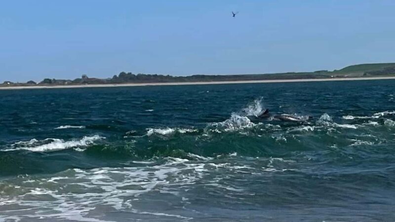 From Inverness: Black Isle Tour with Dolphin Spotting - Who Would Enjoy This Tour?