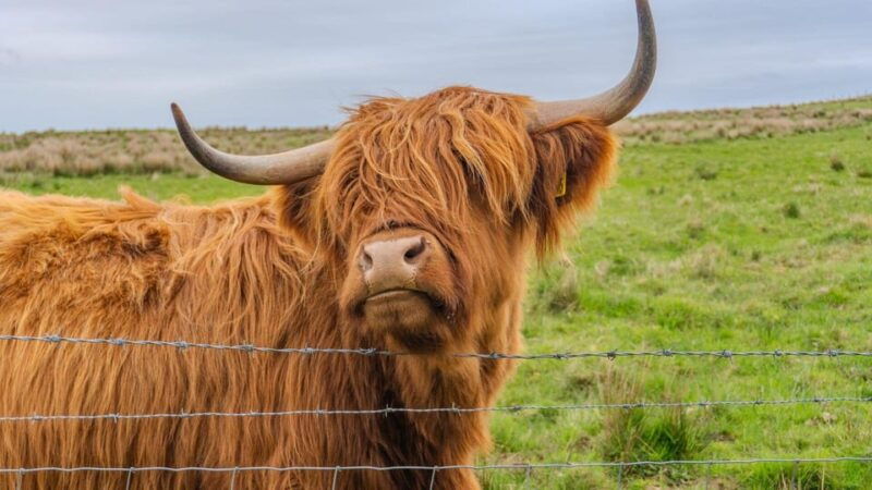 From Inverness: Cawdor Castle and Cairngorms National Park - The Complete Breakdown of the Tour Experience