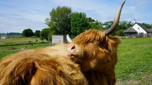 From Inverness: Culloden, Loch Ness +More [Private Tour] - Pricing and Cancellation