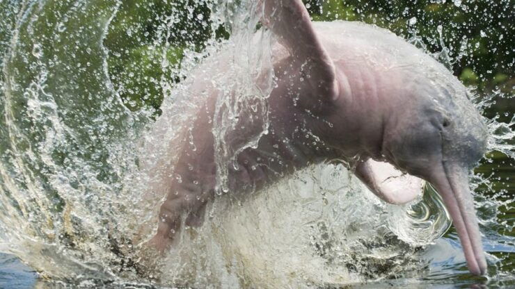 From Iquitos: 3-Day Amazon Jungle Adventure Trip - Transportation Details