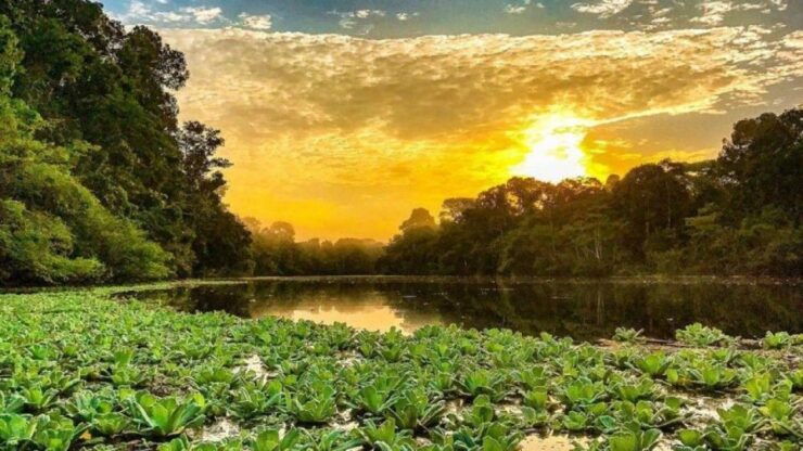 From Iquitos 4 Day Yanayacu River Tour With Bird Watching - Key Activity Details