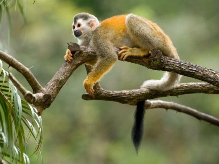 From Iquitos: Amazonas 2 Days 1 Night - Highlights of the Experience