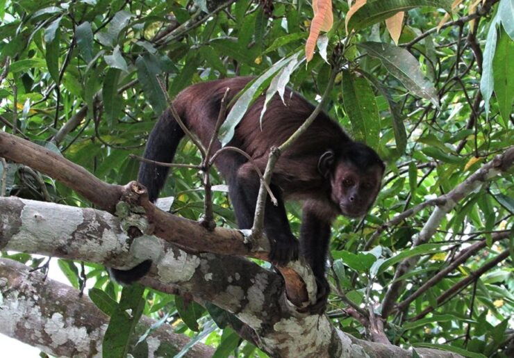 From Iquitos Excursion to the Monkey Island Full Day - Booking Details
