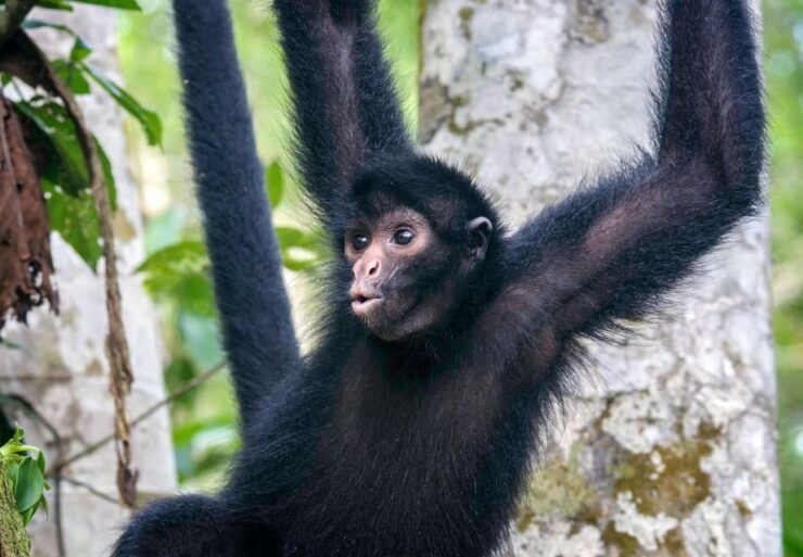 From Iquitos Excursion to the Monkey Island Full Day - Experience Highlights