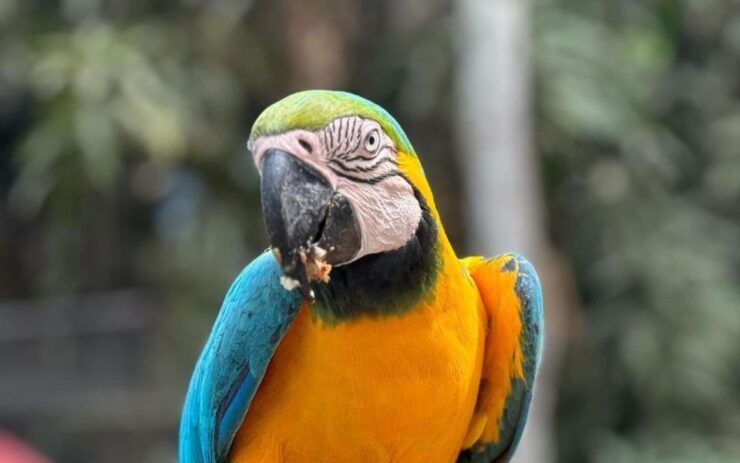 From Iquitos: Full Day Tour in the Peruvian Jungle - Jungle Exploration