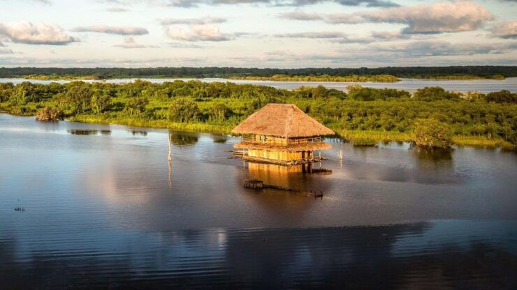 From Iquitos: Full Day Wonderful Wildlife - Wildlife-rich Jungle Excursion