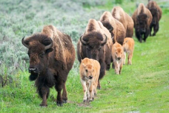 From Jackson: 2-Day Grand Teton and Yellowstone Tour - Day 1 - Grand Teton and Yellowstone National Park Wildlife