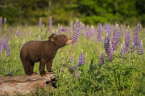 From Jackson: 2-Day Grand Teton and Yellowstone Tour - Directions