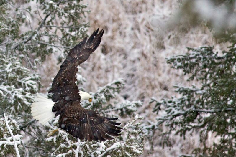 From Jackson: Grand Teton Sunset and Sightseeing Tour - Final Thoughts