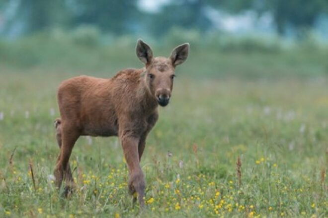 From Jackson: Grand Teton Wildlife & Scenery Tour With Lunch - Additional Suggestions or Related Activities