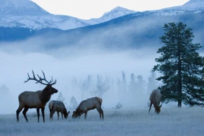 From Jackson: Grand Teton Wildlife & Scenery Tour With Lunch - Customer Reviews