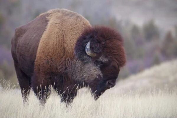 From Jackson: Grand Teton Wildlife & Scenery Tour With Lunch - Common Questions