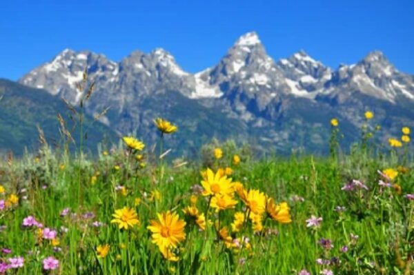 From Jackson: Grand Teton Wildlife & Scenery Tour With Lunch - The Sum Up