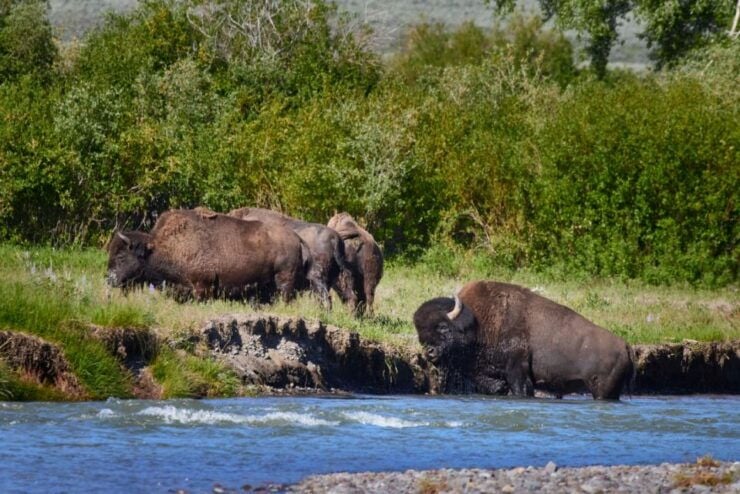 From Jackson: Half-Day Grand Teton National Park Tour - Activity Details